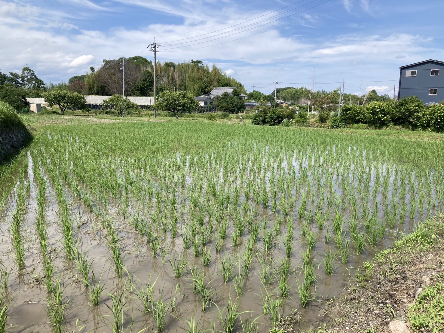 田植え