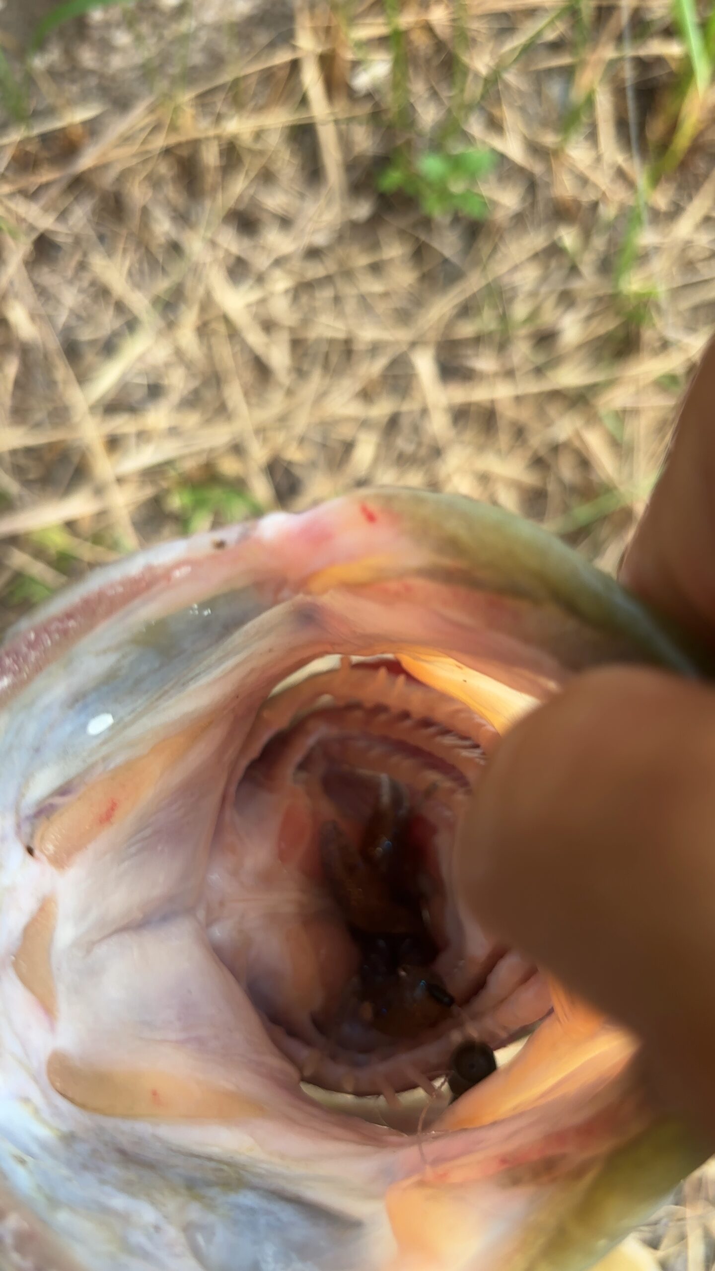 バス釣りへ