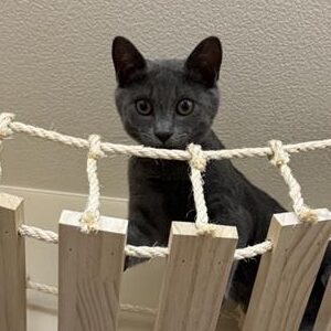 ねこだけどくま